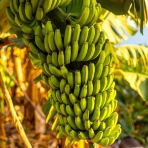 Banane verte 1kg